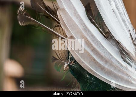 Faszinierende Nahaufnahme majestätischer Pfauenfedern mit komplizierten Details und atemberaubenden Farben. Stockfoto