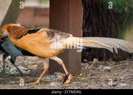 Majestätische goldene Fasane, die in einem natürlichen Habitat gestreift sind. Stockfoto