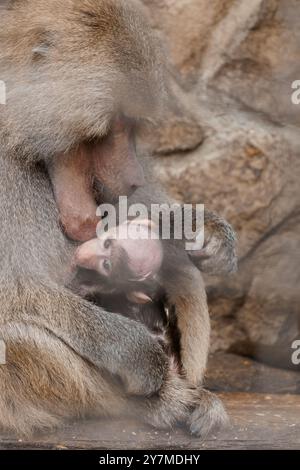 Emotionale Bindung: Eine Pavianenmutter, die ihr Baby in einem natürlichen Lebensraum pflegt. Stockfoto