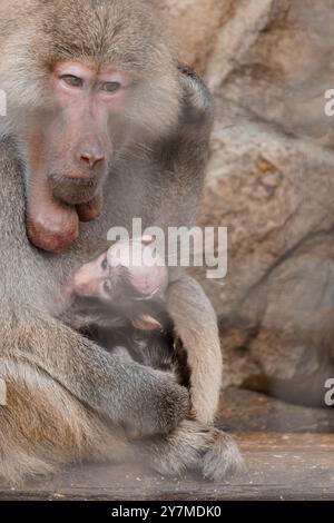 Zärtlicher Moment zwischen einer Pavianmutter und ihrem Baby in einer naturalistischen Umgebung. Stockfoto