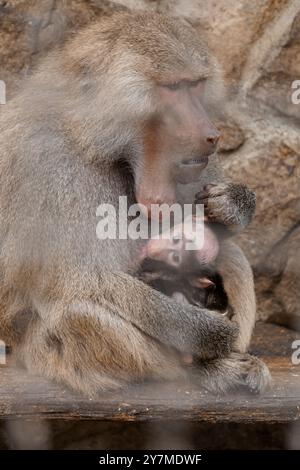 Zärtlicher Moment zwischen einem Mutter Pavian und ihrem liebenswerten Baby, das sich in einem natürlichen Lebensraum kuschelt. Stockfoto