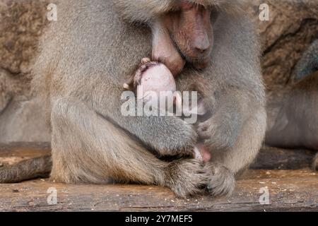 Zärtliches Moment zwischen Pavianmutter und neugeborenem Baby im natürlichen Lebensraum. Stockfoto