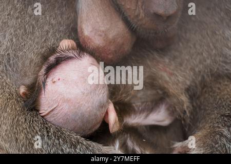 Intime Bindungsmomente zwischen einem Mutterpaan und ihrem Neugeborenen. Stockfoto