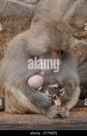 Ein zarter Moment zwischen einem Mutterpaan und ihrem entzückenden Neugeborenen. Stockfoto