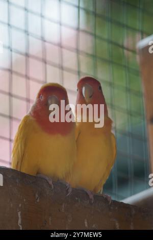 Zwei lebendige Turteltauben sitzen zusammen in ihrer gemütlichen Voliere. Stockfoto