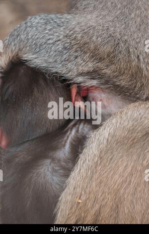 Intime Bindungsmomente zwischen Pavianmutter und Baby im natürlichen Lebensraum. Stockfoto