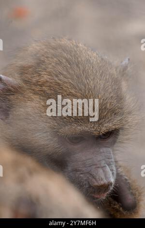 Nachdenkliches Pavian Porträt, das die Feinheiten der Emotionen der Wildtiere festhält. Stockfoto