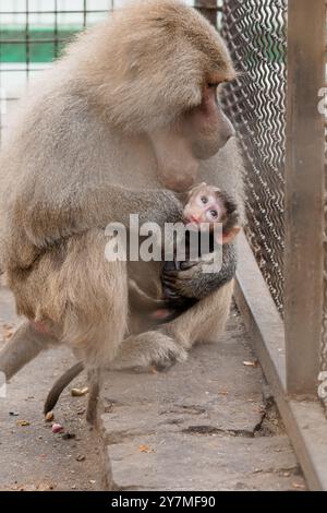 Zärtlicher Moment zwischen einem Mutter Pavian und ihrem entzückenden Kind in einer Gefangenschaft. Stockfoto