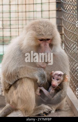 Der zärtliche Moment zwischen Mutter Pavian und ihrem Baby in Gefangenschaft. Stockfoto