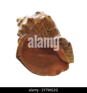 Leere Schale aus rapana venosa Isolat auf weißem Hintergrund Nahaufnahme. Stockfoto