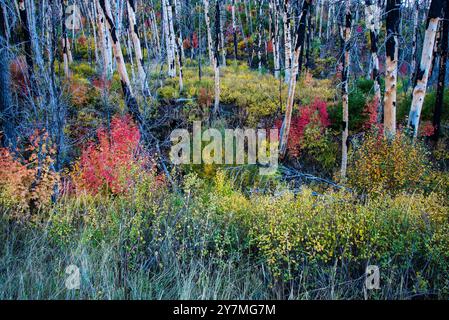 Wunderschöne Herbstfarben entlang des Mt. Nebo Scenic Loop, Payson, Utah, USA. Ganz oben auf der Liste der spektakulären Herbstfahrten. Mt. Nebo ist fast 12.000 m entfernt. Stockfoto