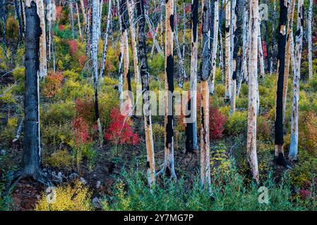 Wunderschöne Herbstfarben entlang des Mt. Nebo Scenic Loop, Payson, Utah, USA. Ganz oben auf der Liste der spektakulären Herbstfahrten. Mt. Nebo ist fast 12.000 m entfernt. Stockfoto