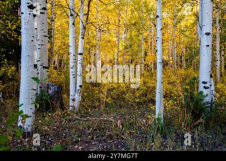 Wunderschöne Herbstfarben entlang des Mt. Nebo Scenic Loop, Payson, Utah, USA. Ganz oben auf der Liste der spektakulären Herbstfahrten. Mt. Nebo ist fast 12.000 m entfernt. Stockfoto