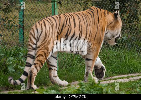 Majestätischer bengalischer Tiger, der im Wildlife Sanctuary durch das üppige grüne Habitat streift. Stockfoto