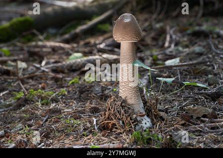 Speisepilz Macrolepiota procera in der Nadel. Bekannt als Parasol. Wilder brauner Pilz im Fichtenwald. Stockfoto