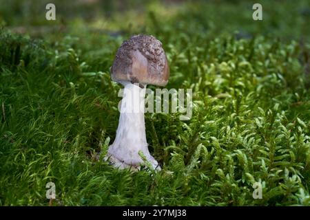 Giftige Pilze Amanita porphyria im Moos. Bekannt als grau verschleierte Amanita oder Porphyr-Amanita. Wilder Pilz im Fichtenwald. Stockfoto
