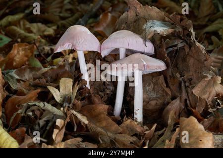 Giftpilz Mycena rosea im Laubwald. Bekannt als Rosy Bonnet. Gruppe wilder rosa Pilze in den Blättern. Stockfoto