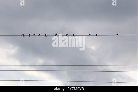 Viele Spatzen sitzen auf Stromleitungen vor dunklem Himmel. Stockfoto