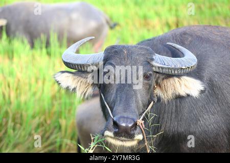 Buffalo blickt neugierig zurück, Kopf eines Büffels mit großen und starken Hörnern, das Haustier der Bauern in Thailand. Stockfoto