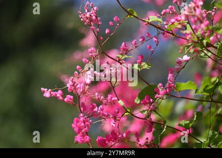 Blühende rosa Korallenrebe mexikanische Kriechblüte mit ihrer grünen Blattlinie ist sie eine essbare Blume. Stockfoto