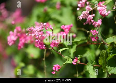 Blühende rosa Korallenrebe mexikanische Kriechblüte mit ihrer grünen Blattlinie ist sie eine essbare Blume. Stockfoto