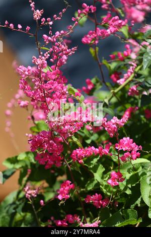 Blühende rosa Korallenrebe mexikanische Kriechblüte mit ihrer grünen Blattlinie ist sie eine essbare Blume. Stockfoto