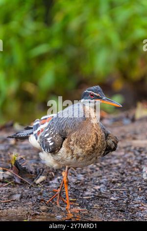 Sunbittern (Eurypyga helias) von Costa Rica Stockfoto