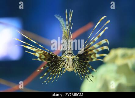 Der Löwenfisch schwimmt gerne und hatte wunderschöne Flossen, Ein giftiger Meeresfisch. Stockfoto