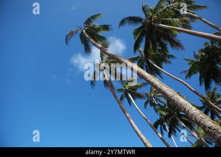 Kokospalmen gegen den blauen bewölkten Himmel Stockfoto