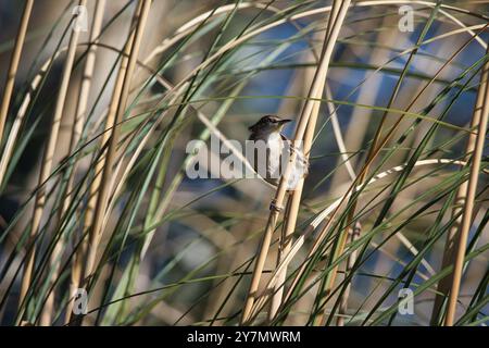 Ein kleiner Vogel sitzt auf einem hohen Grasstängel. Der Vogel ist braun und weiß Stockfoto