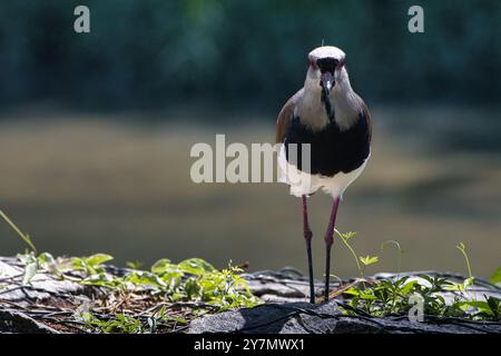 Ein Vogel steht auf einem Felsen in der Nähe eines Wassers. Der Vogel ist braun und weiß Stockfoto