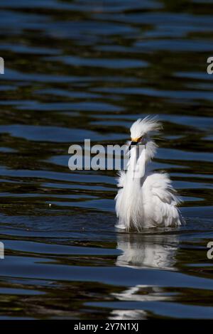 Ein weißer Vogel steht im Wasser. Das Wasser ist ruhig und klar. Der Reiher schaut nach vorne Stockfoto