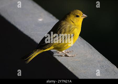 Ein gelber Vogel steht auf einem Felsvorsprung. Der Vogel ist klein und hat einen schwarzen Schnabel Stockfoto