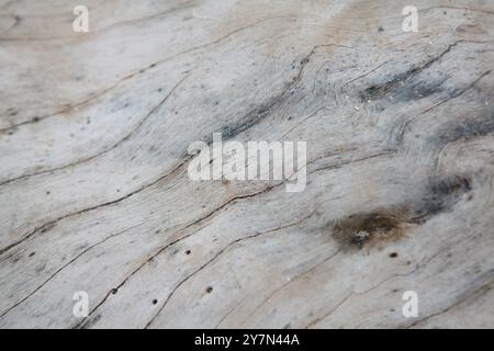 Graues Holz, Meeresdriftwood Hintergrund Textur, glattes Strandholz Stockfoto