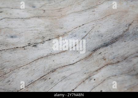 Graues Holz, Meeresdriftwood Hintergrund Textur, glattes Strandholz Stockfoto