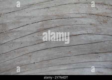 Graues Holz, Meeresdriftwood Hintergrund Textur, glattes Strandholz Stockfoto