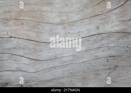 Graues Holz, Meeresdriftwood Hintergrund Textur, glattes Strandholz Stockfoto