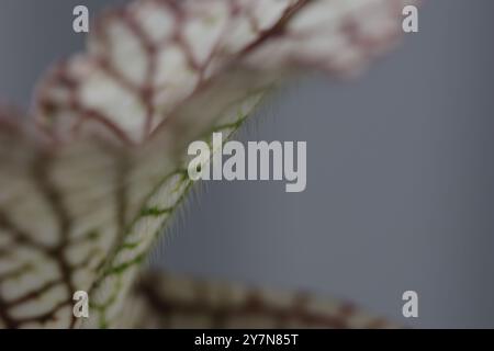 Haare der sarracenia leucophylla Pitcher Pflanze. Stockfoto