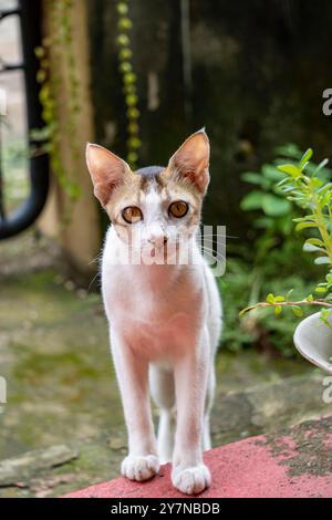 Schöne weiße kurzhaarige Bengalkatze mit süßem Look Stockfoto