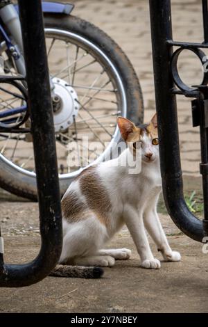 Schöne weiße kurzhaarige Bengalkatze mit einem süßen Look auf der Suche nach Katzenfutter Stockfoto