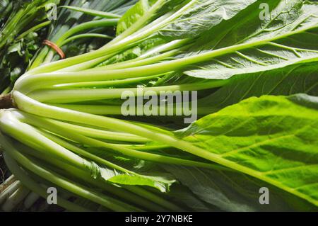 Gemüse-Senf Stockfoto