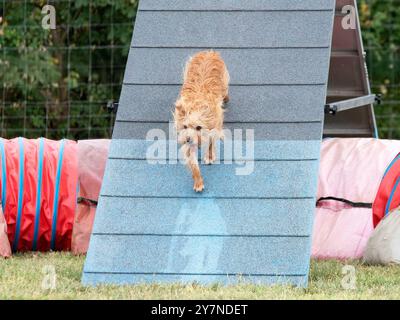 Wettkampf der Agilität mit Hund im Herbst Stockfoto