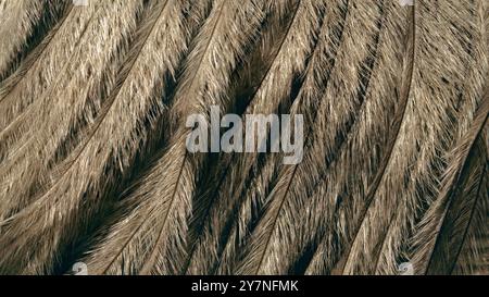 Federn Pfau Nahaufnahme, Textur, Makro Stockfoto