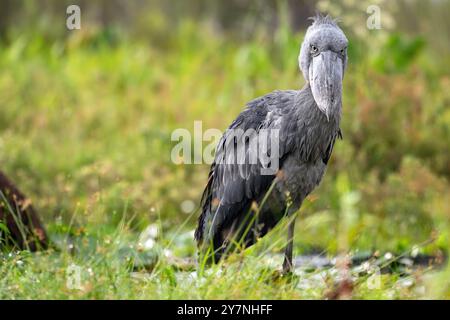 Der Schuebill Balaeniceps rex, auch bekannt als Walfische, Walkopfstorch und Schuhschnabelstorch, ist ein großer, langbeiniger Watvogel. Stockfoto