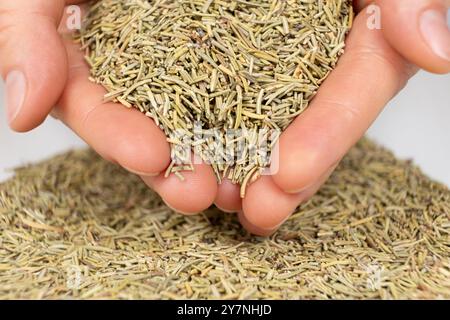 Getrockneten Rosmarin in menschlichen Händen würzen, Handvoll gehackten Rosmarin aus der Nähe. Stockfoto