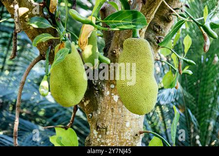 Jackfrucht-Baum mit hartschalen Reifen Früchten im Botanischen Garten in Puerto de la Cruz, Teneriffa. Artocarpus heterophyllus Lam in der Feige, Maulbeere Stockfoto