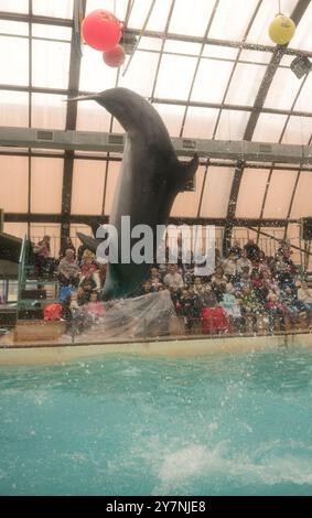 RUSSLAND, ROSTOW-AM-DON-1-FEBRUAR-Delfin hat einen Schwanz, der an einem Ballon im Rostower Delphinarium hängt. Das Publikum bewunderte diese Aktion am Februar Stockfoto