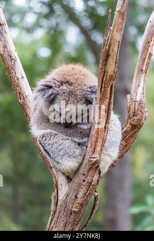 Ein junger Koala wird schlafend in einem Baum eingerollt, sein Fell verschmilzt sanft mit der Rinde. Das umliegende Grün unterstreicht die Ruhe der Umgebung Stockfoto