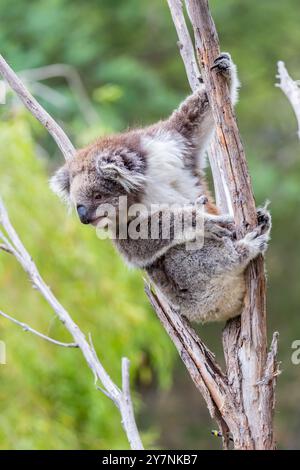 Ein Koala klettert auf einen alten Baum und erkundet die Umgebung im australischen Busch. Das Tier wirkt neugierig und entspannt unter üppigem Grün Stockfoto