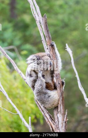 Ein Koala klettert auf einen alten Baum und erkundet die Umgebung im australischen Busch. Das Tier wirkt neugierig und entspannt unter üppigem Grün Stockfoto